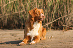 Nova Scotia Duck Tolling Retriever