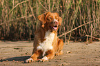 Nova Scotia Duck Tolling Retriever