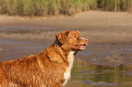 Nova Scotia Duck Tolling Retriever