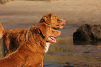 Nova Scotia Duck Tolling Retrievers