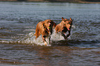 Nova Scotia Duck Tolling Retrievers