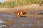 Nova Scotia Duck Tolling Retrievers