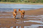 Nova Scotia Duck Tolling Retrievers