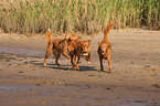 Nova Scotia Duck Tolling Retrievers