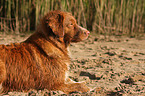 Nova Scotia Duck Tolling Retriever