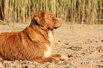 Nova Scotia Duck Tolling Retriever