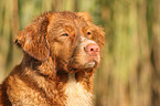 Nova Scotia Duck Tolling Retriever