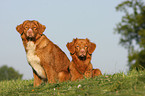 Nova Scotia Duck Tolling Retrievers