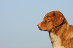 Nova Scotia Duck Tolling Retriever