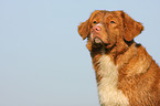 Nova Scotia Duck Tolling Retriever