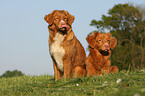 Nova Scotia Duck Tolling Retrievers