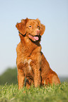 Nova Scotia Duck Tolling Retriever