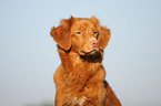 Nova Scotia Duck Tolling Retriever