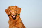 Nova Scotia Duck Tolling Retriever