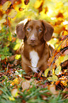 Nova Scotia Duck Tolling Retriever