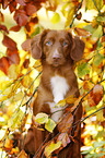 Nova Scotia Duck Tolling Retriever