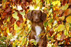 Nova Scotia Duck Tolling Retriever