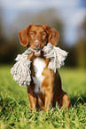 Nova Scotia Duck Tolling Retriever