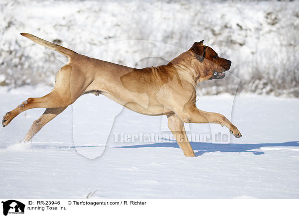 rennender Tosa Inu / running Tosa Inu / RR-23946