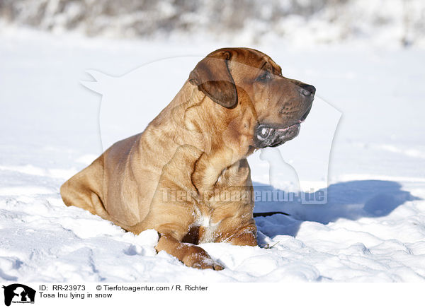 Tosa Inu liegt im Schnee / Tosa Inu lying in snow / RR-23973