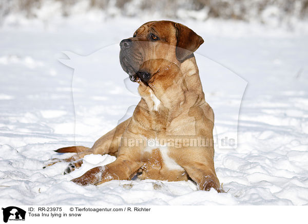 Tosa Inu liegt im Schnee / Tosa Inu lying in snow / RR-23975