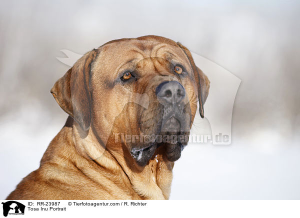 Tosa Inu Portrait / Tosa Inu Portrait / RR-23987