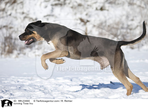 rennender Tosa Inu / running Tosa Inu / RR-23990