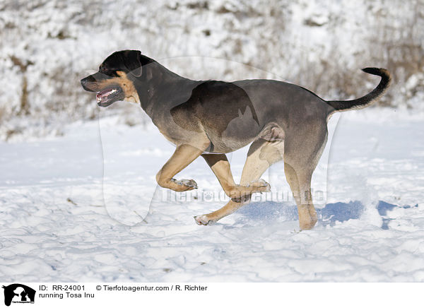 rennender Tosa Inu / running Tosa Inu / RR-24001