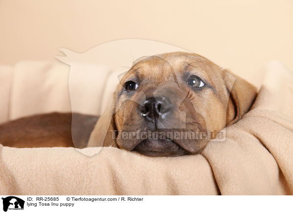 liegender Tosa Inu Welpe / lying Tosa Inu puppy / RR-25685