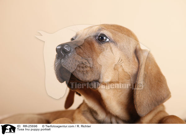 Tosa Inu Welpe Portrait / Tosa Inu puppy portrait / RR-25696