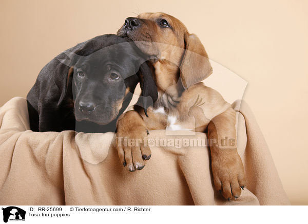 Tosa Inu Welpen / Tosa Inu puppies / RR-25699