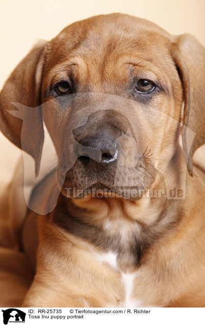 Tosa Inu Welpe Portrait / Tosa Inu puppy portrait / RR-25735