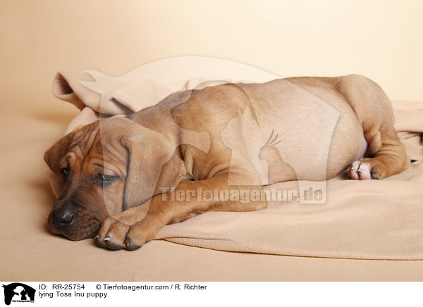 liegender Tosa Inu Welpe / lying Tosa Inu puppy / RR-25754