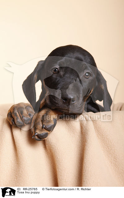 Tosa Inu Welpe / Tosa Inu puppy / RR-25765