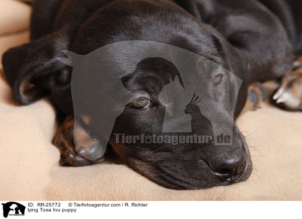 liegender Tosa Inu Welpe / lying Tosa Inu puppy / RR-25772