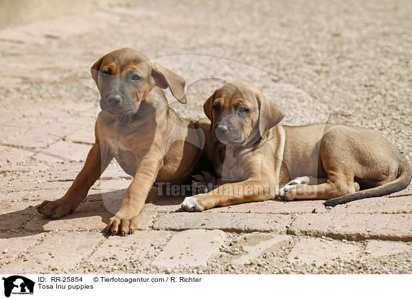 Tosa Inu Welpen / Tosa Inu puppies / RR-25854