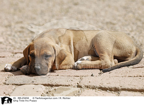 liegender Tosa Inu Welpe / lying Tosa Inu Puppy / RR-25856