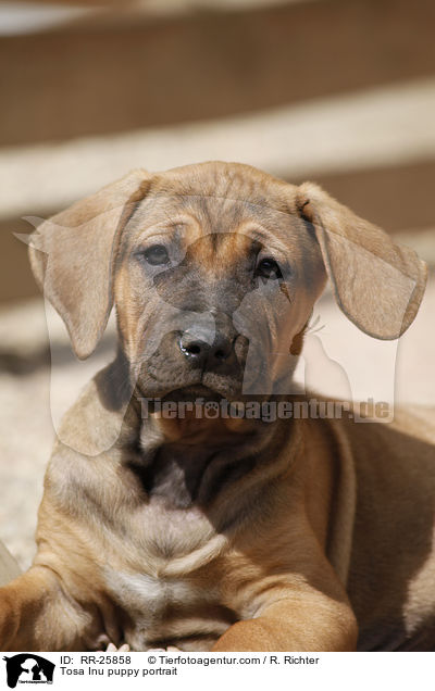 Tosa Inu Welpe Portrait / Tosa Inu puppy portrait / RR-25858