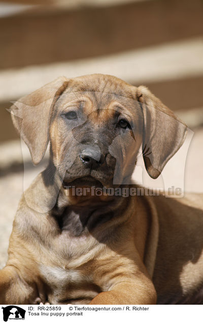 Tosa Inu Welpe Portrait / Tosa Inu puppy portrait / RR-25859