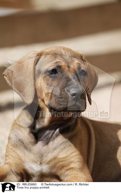 Tosa Inu Welpe Portrait / Tosa Inu puppy portrait / RR-25860