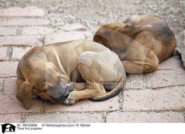 Tosa Inu Welpen / Tosa Inu puppies / RR-25868