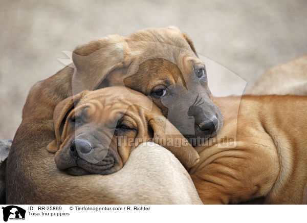 Tosa Inu Welpen / Tosa Inu puppies / RR-25869