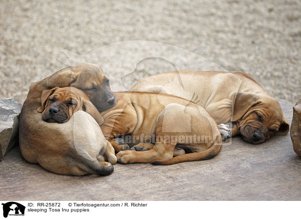 schlafende Tosa Inu Welpen / sleeping Tosa Inu puppies / RR-25872