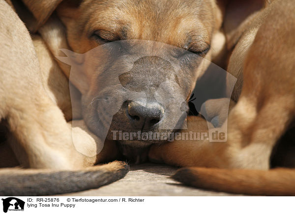 liegender Tosa Inu Welpe / lying Tosa Inu Puppy / RR-25876
