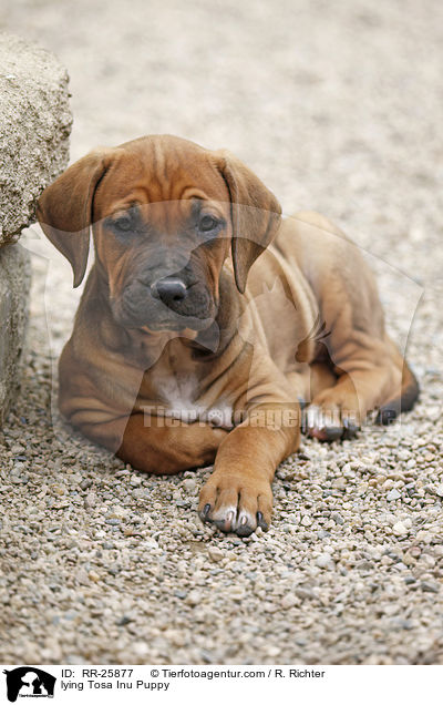 liegender Tosa Inu Welpe / lying Tosa Inu Puppy / RR-25877