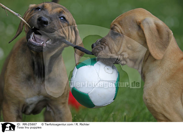 Tosa Inu Welpen / Tosa Inu puppies / RR-25887