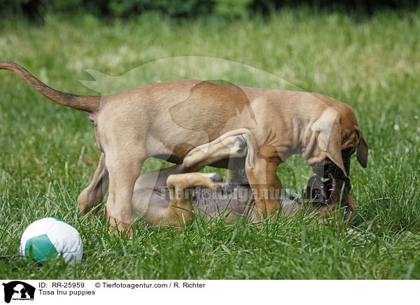 Tosa Inu puppies / RR-25959