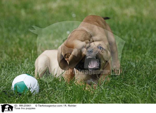 Tosa Inu puppies / RR-25961