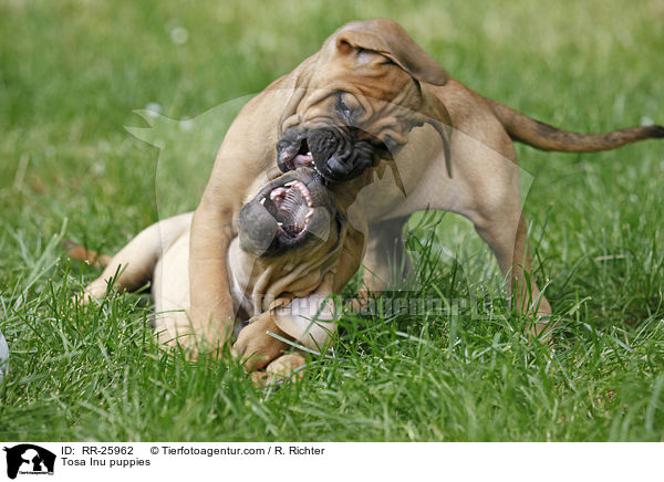 Tosa Inu puppies / RR-25962