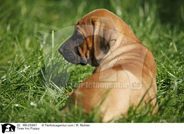 Tosa Inu Puppy / RR-25967